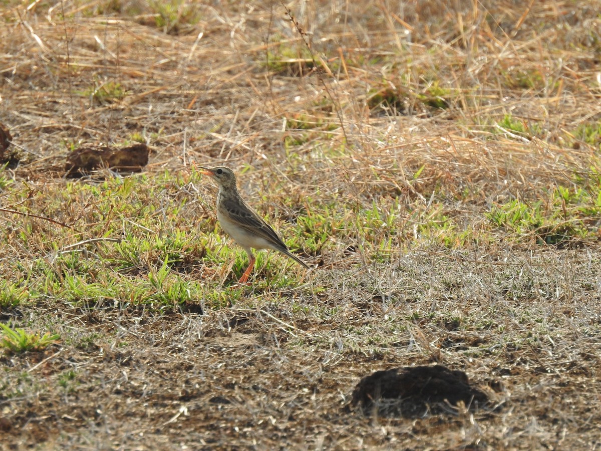 Paddyfield Pipit - ML232777661