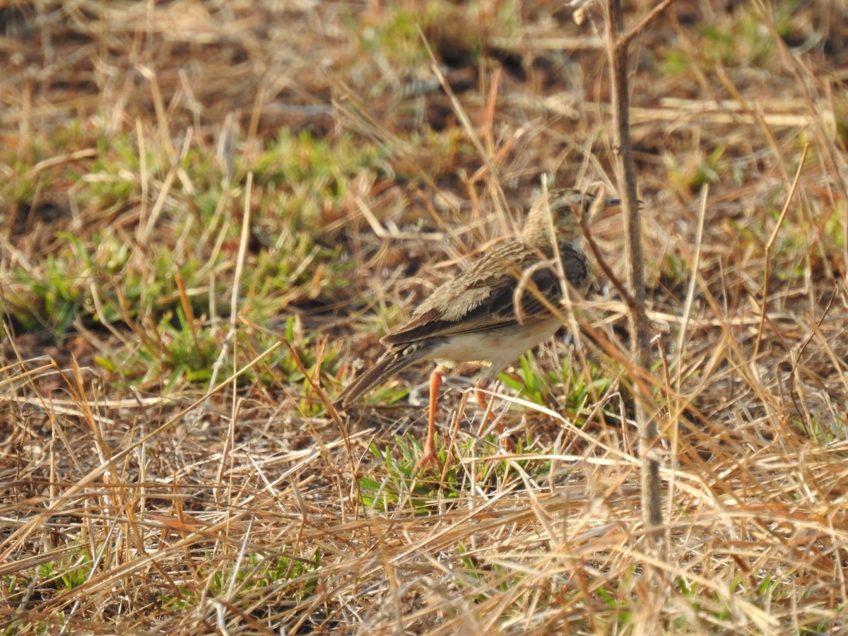 Paddyfield Pipit - Raju Kidoor