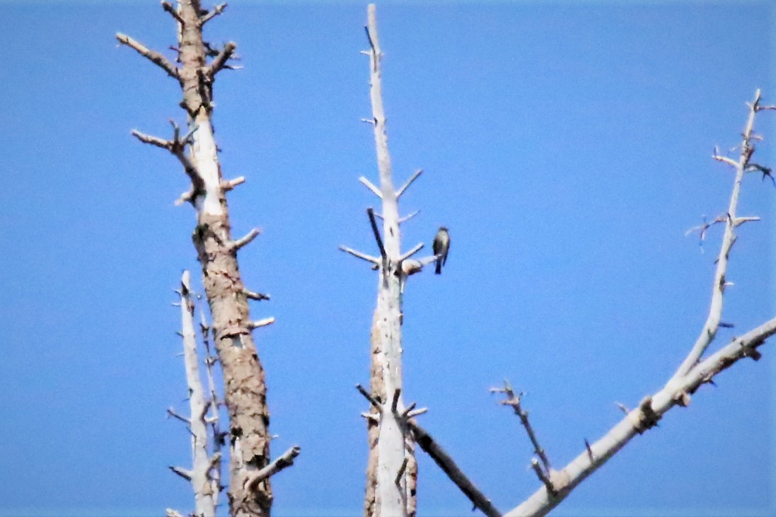 Olive-sided Flycatcher - ML232778461