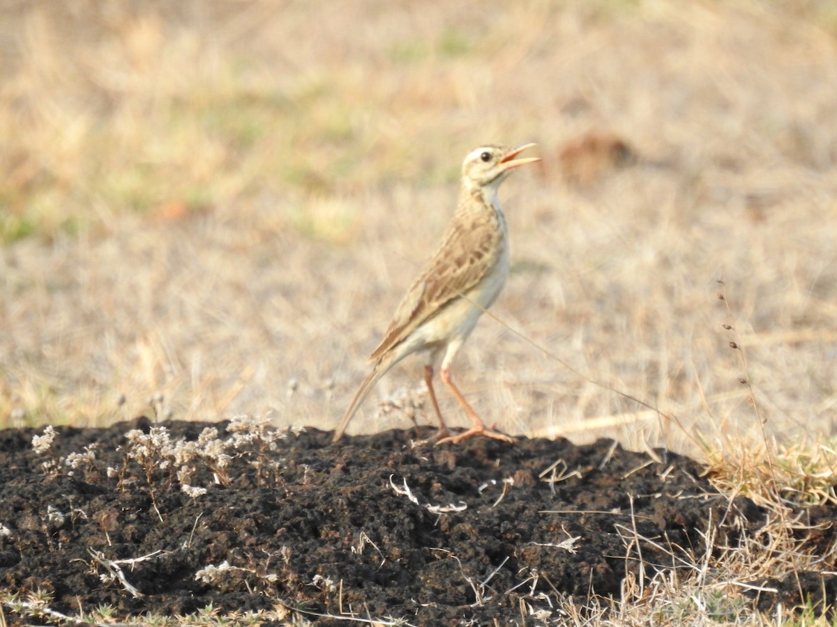 Paddyfield Pipit - ML232778531