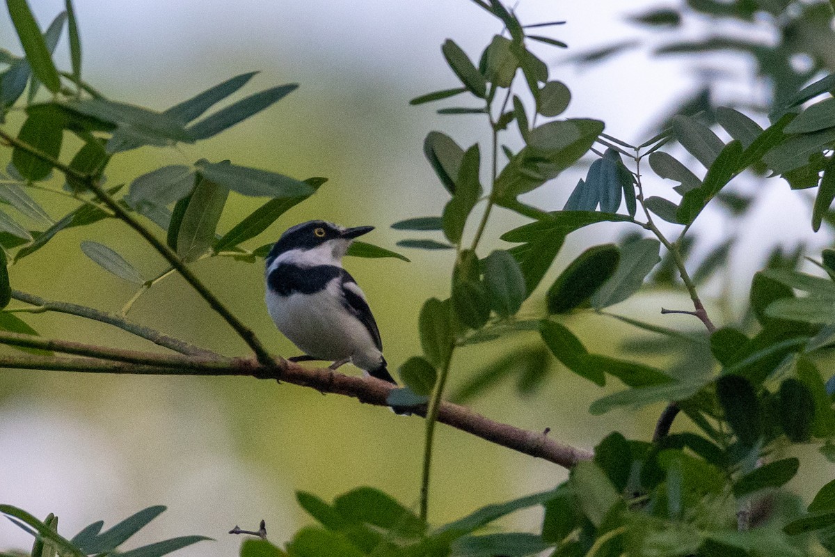 Pale Batis - ML232782931