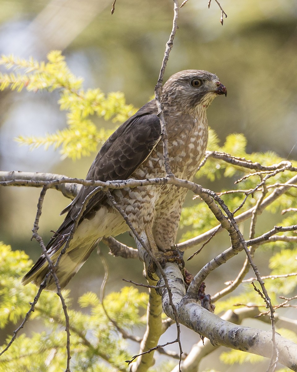 Broad-winged Hawk - ML232783131