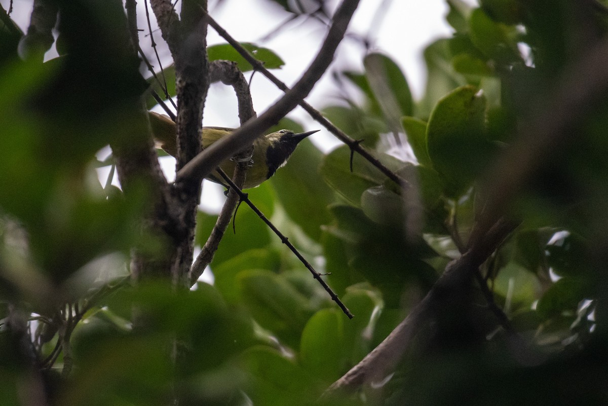 Plain-backed Sunbird - ML232783161