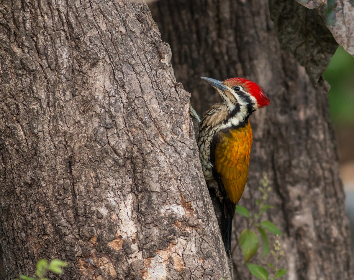 Himalayan Flameback - Ameya Mundle