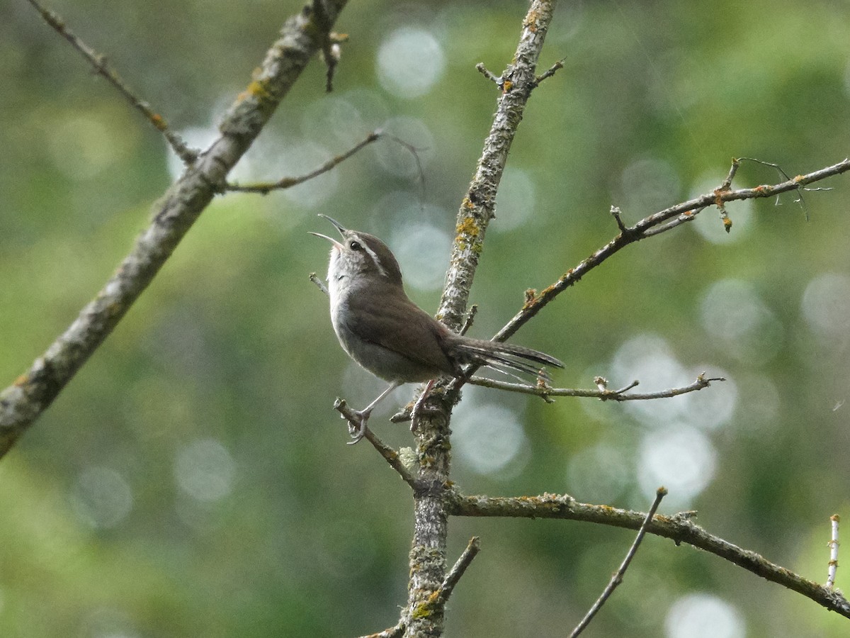 Bewick's Wren - ML232785841