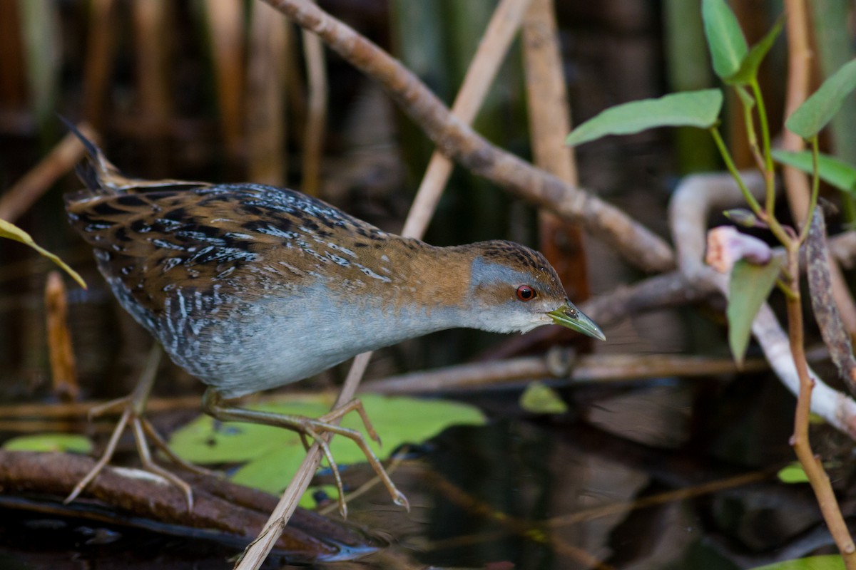 Baillon's Crake - Ameya Mundle