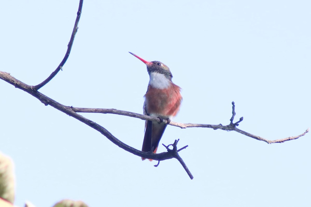 Amazilia Hummingbird - RVS Bosques Nublados Udima