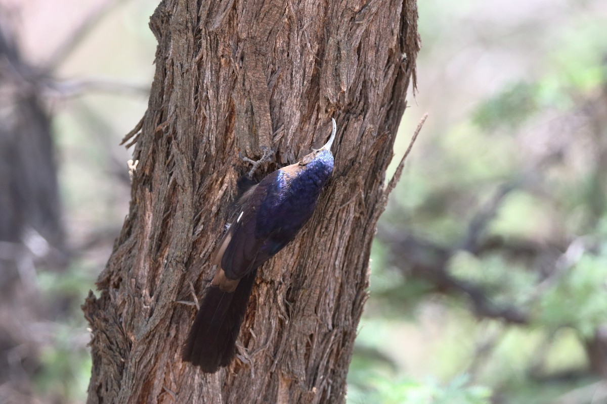 Common Scimitarbill - ML232790941