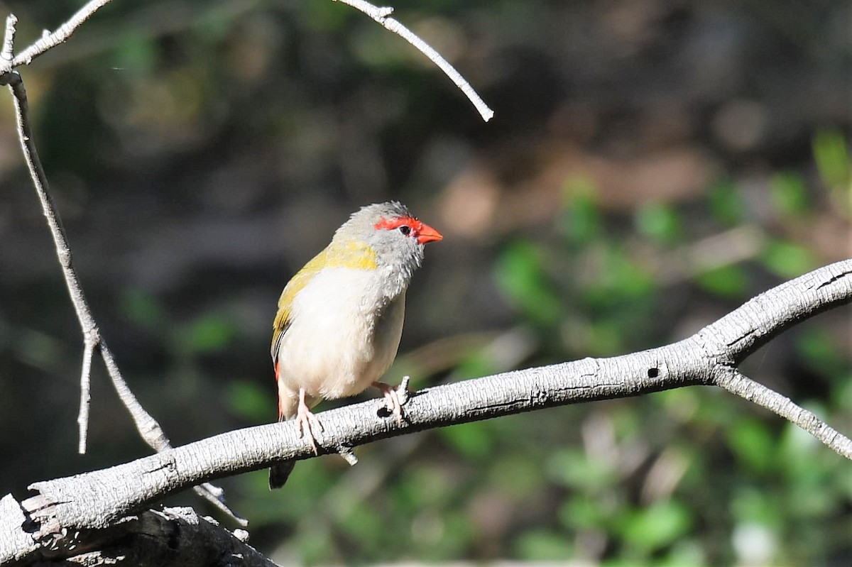 Red-browed Firetail - ML232794831