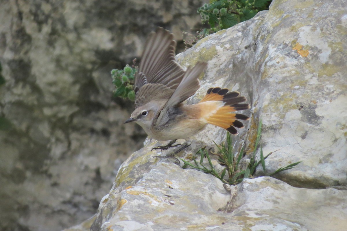 Persian Wheatear - Hagay Cohen