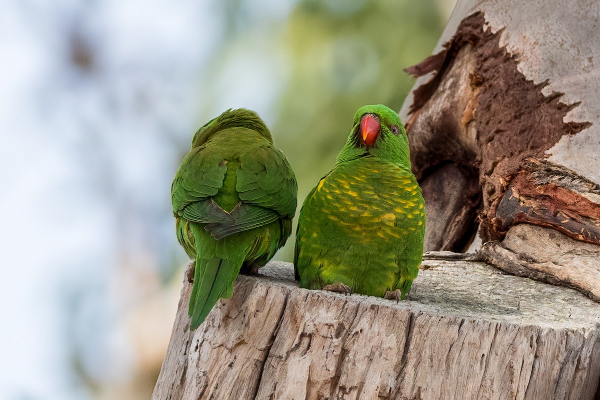 Scaly-breasted Lorikeet - ML232795751