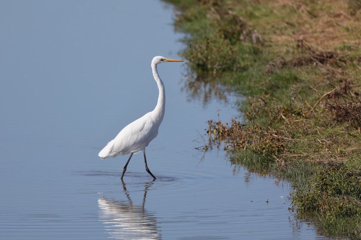 Great Egret - Holger Teichmann