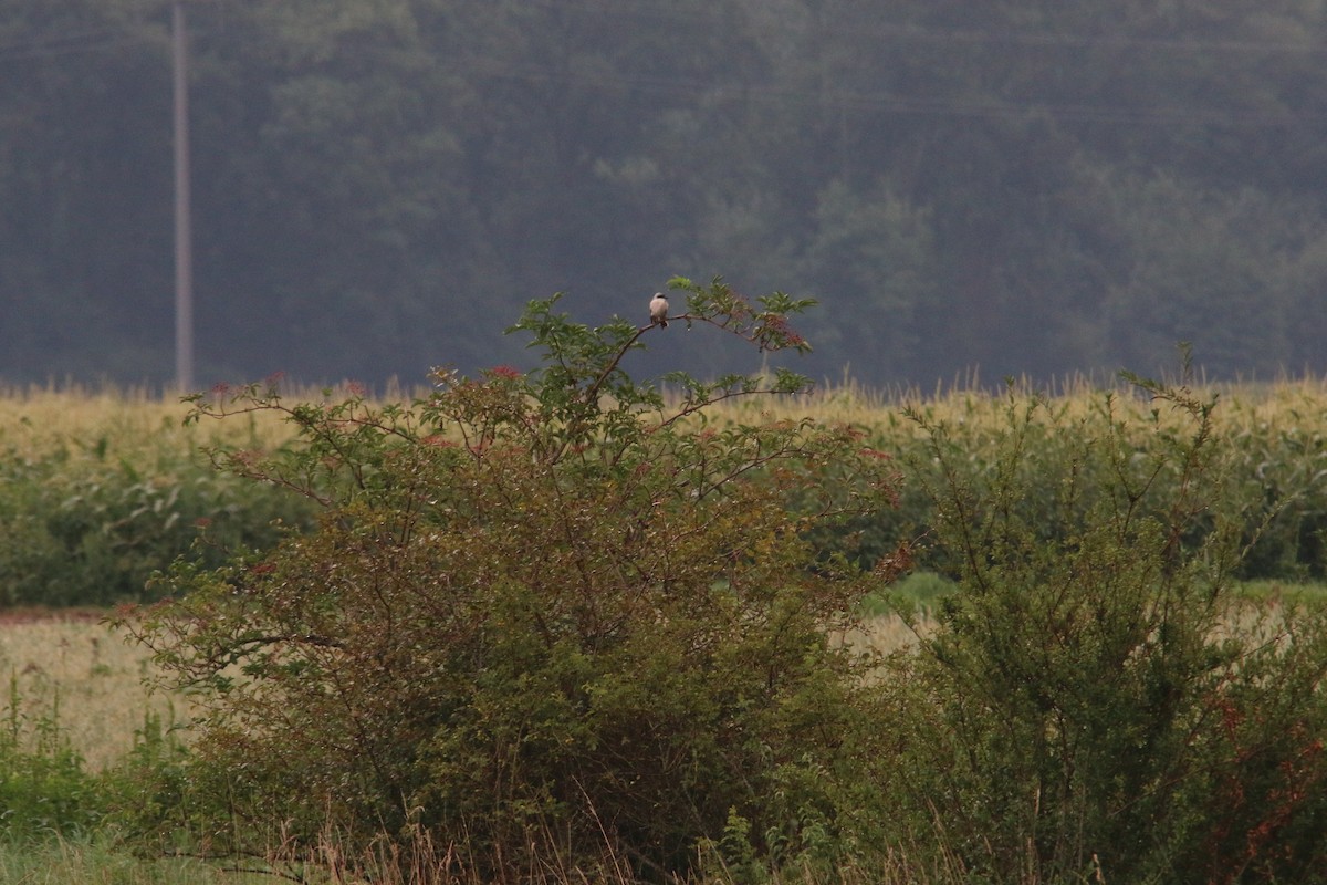 Lesser Gray Shrike - ML232802511