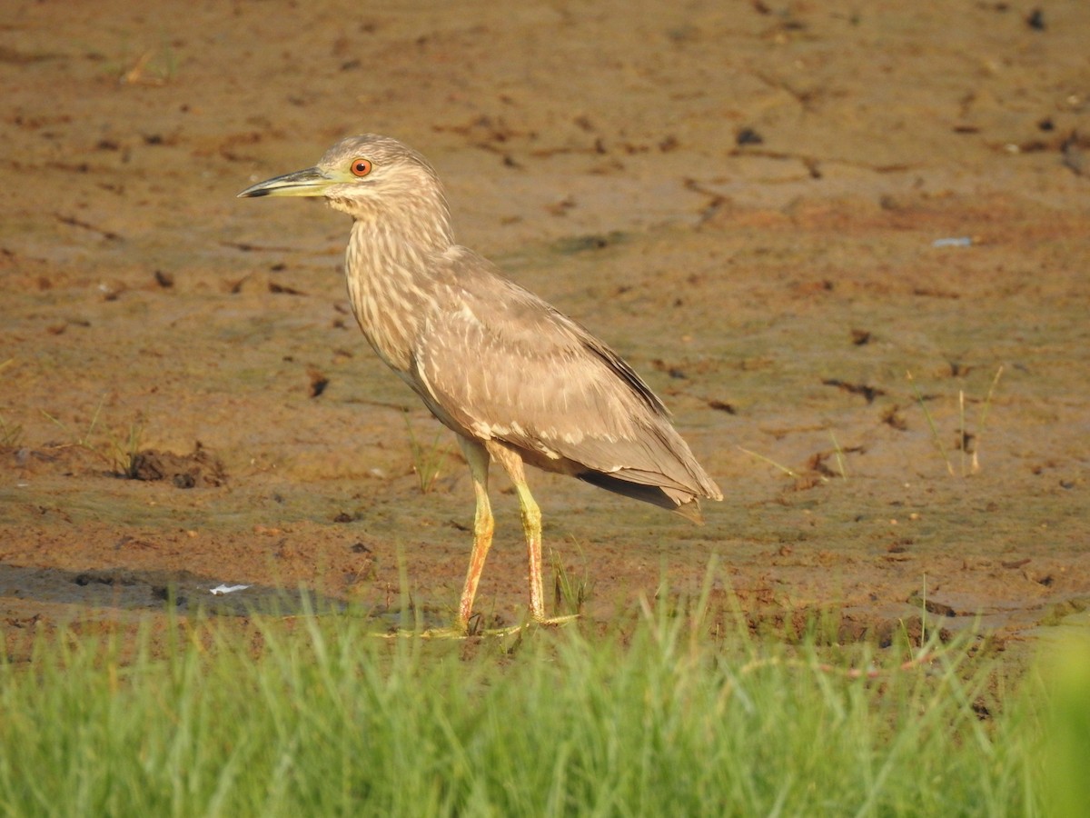 Black-crowned Night Heron - ML232803211