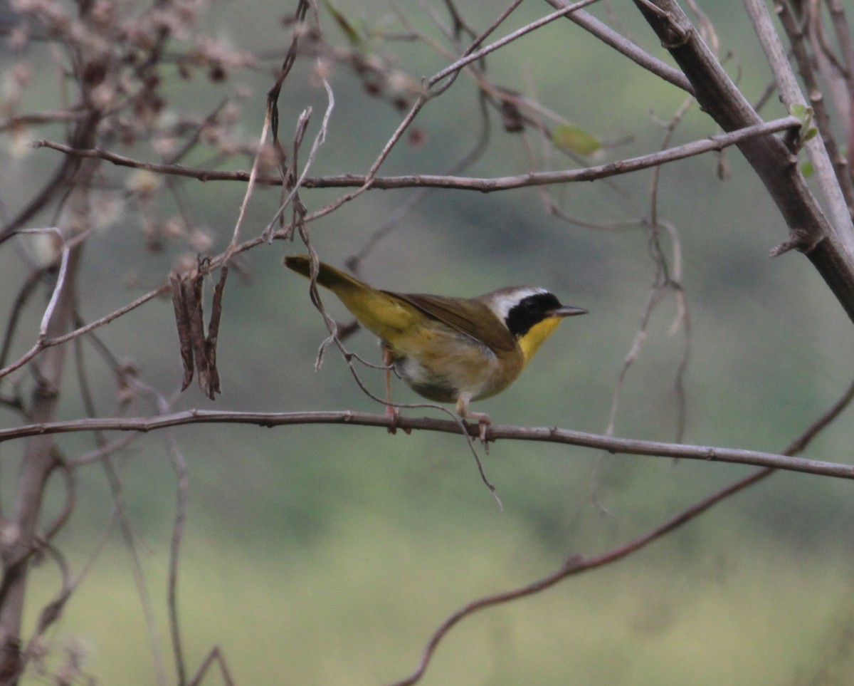 Common Yellowthroat - ML232803221