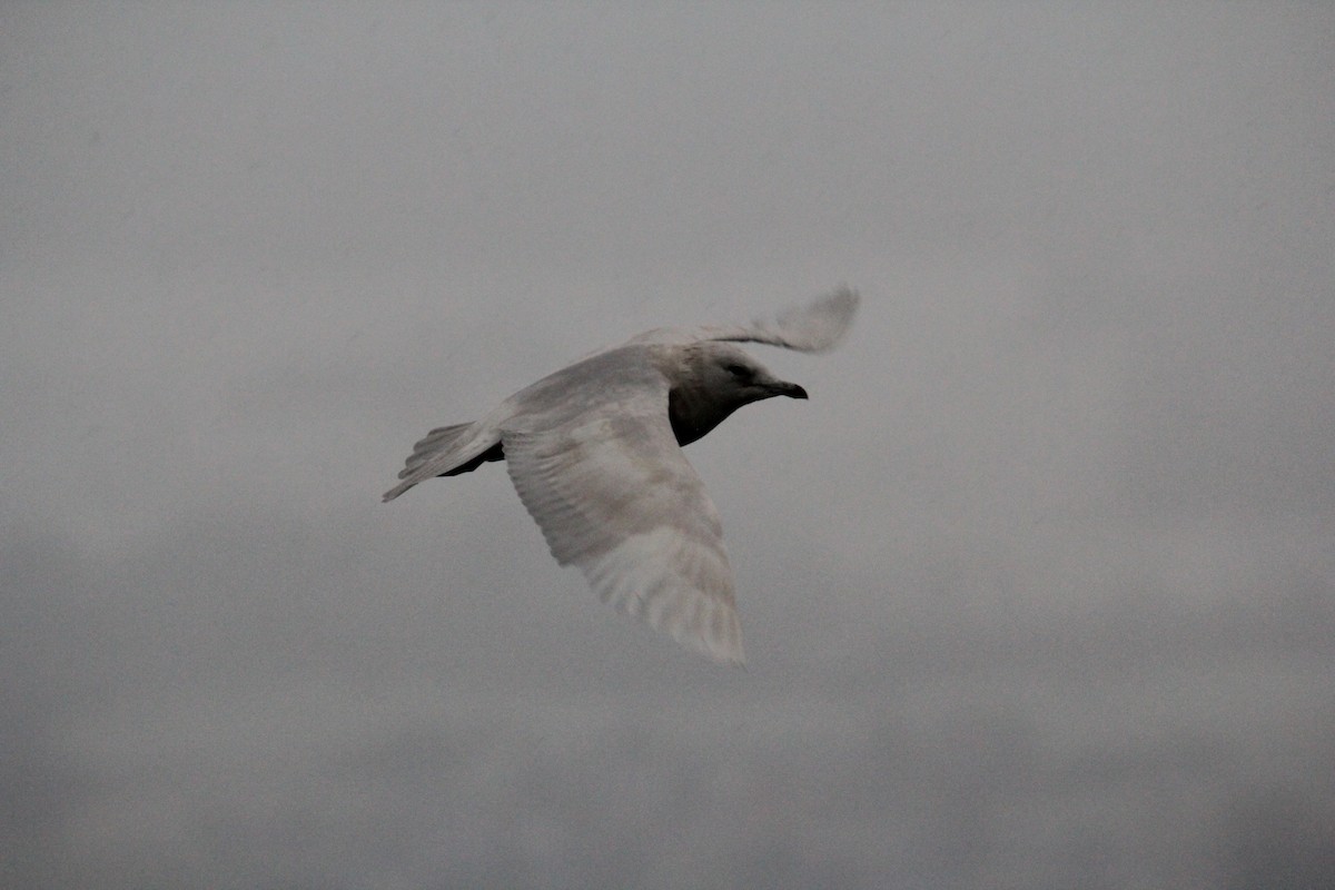 Iceland Gull - ML232803661