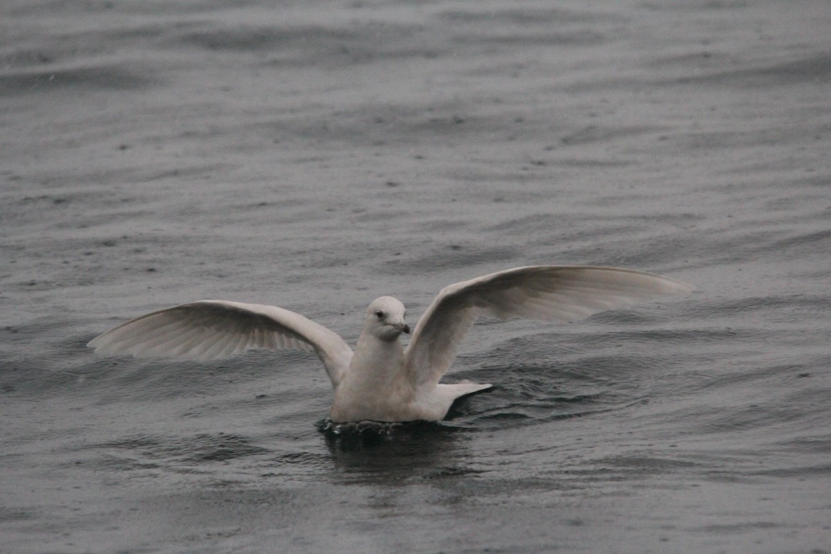 Iceland Gull - ML232803671