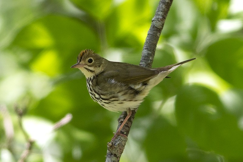 Ovenbird - Martin Wall