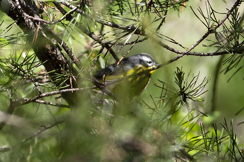 Magnolia Warbler - Martin Wall