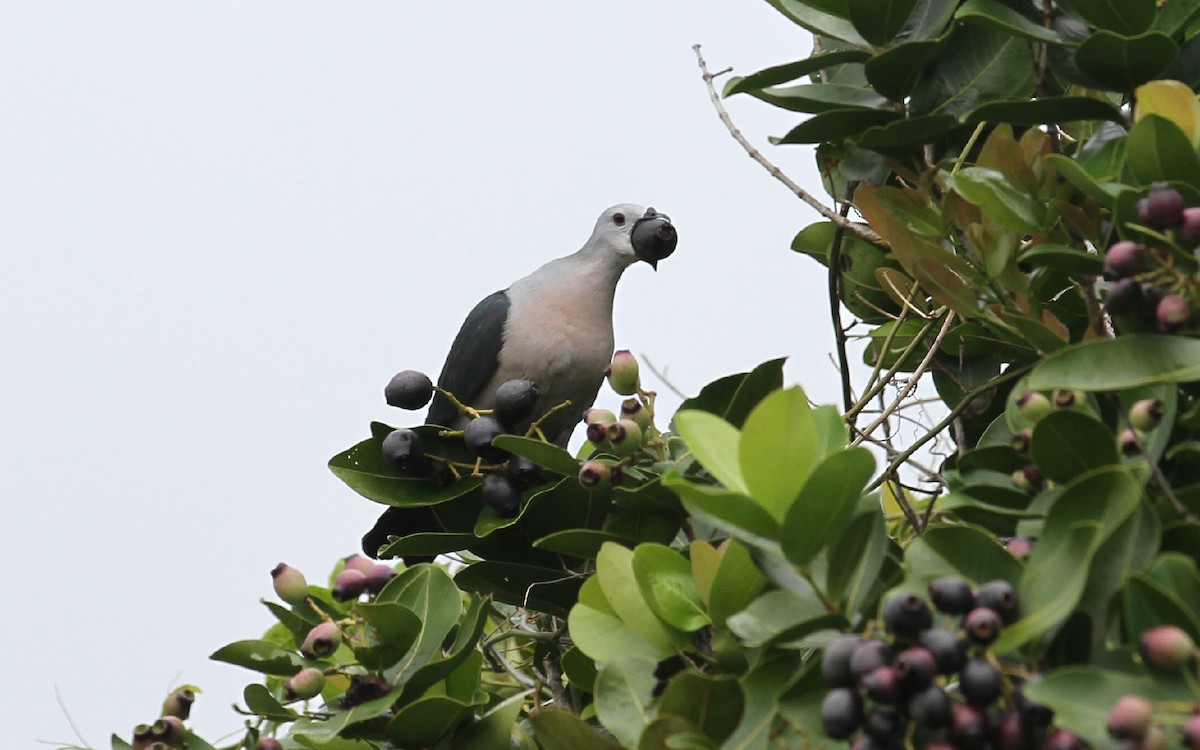 Pacific Imperial-Pigeon - Thierry NOGARO