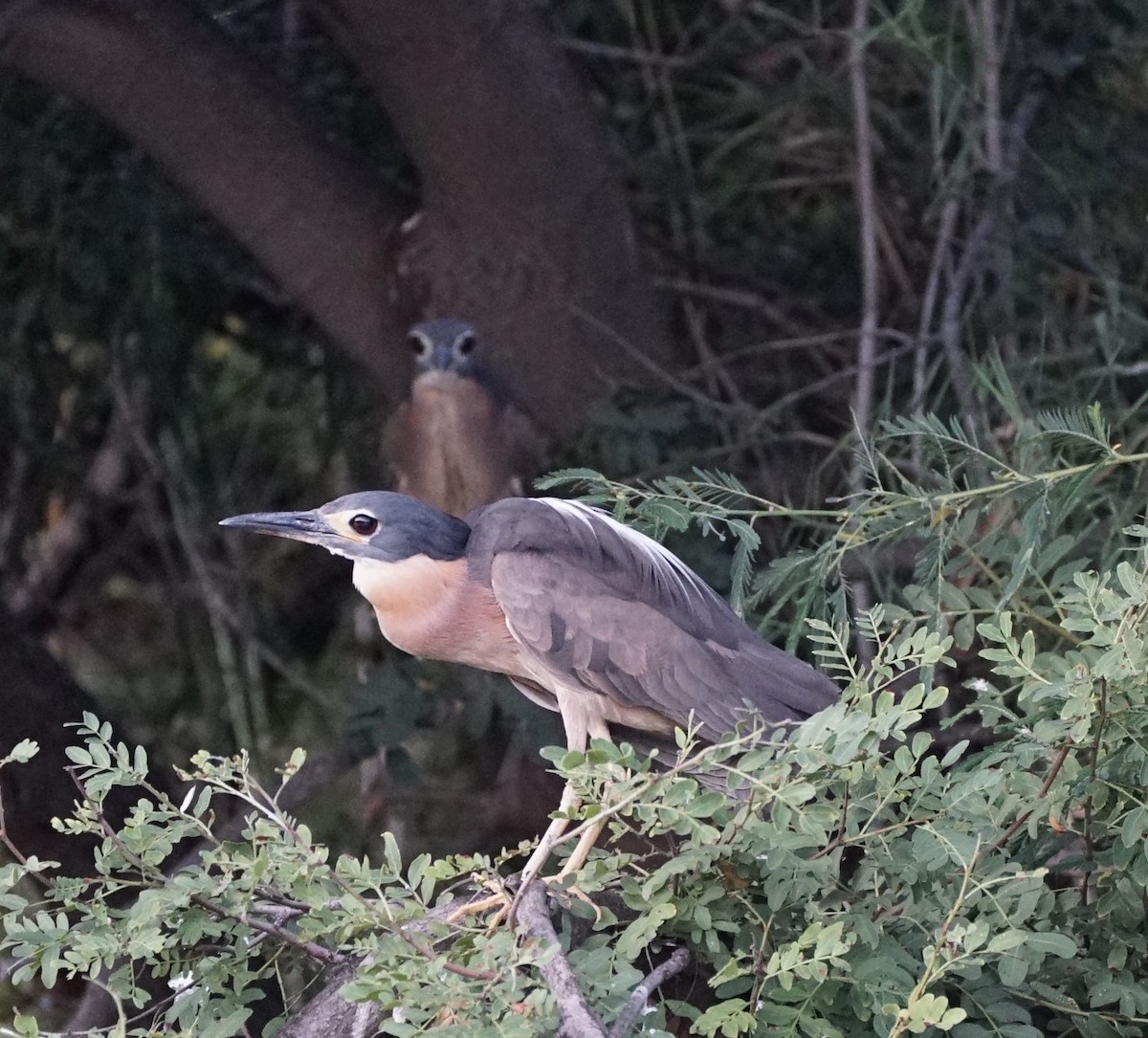 White-backed Night Heron - Gigi Van Zyl