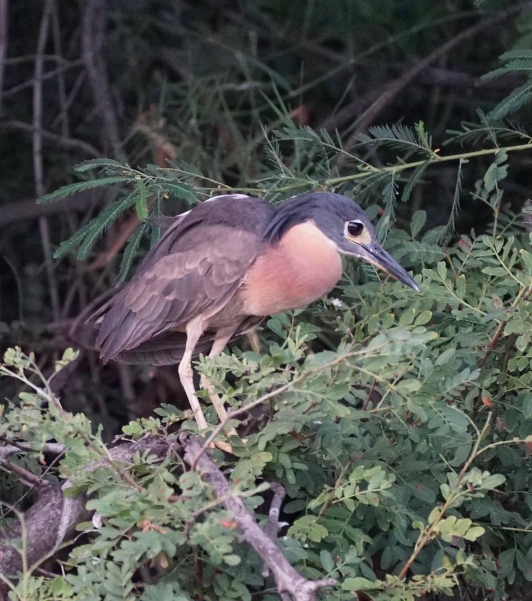 White-backed Night Heron - ML232805921