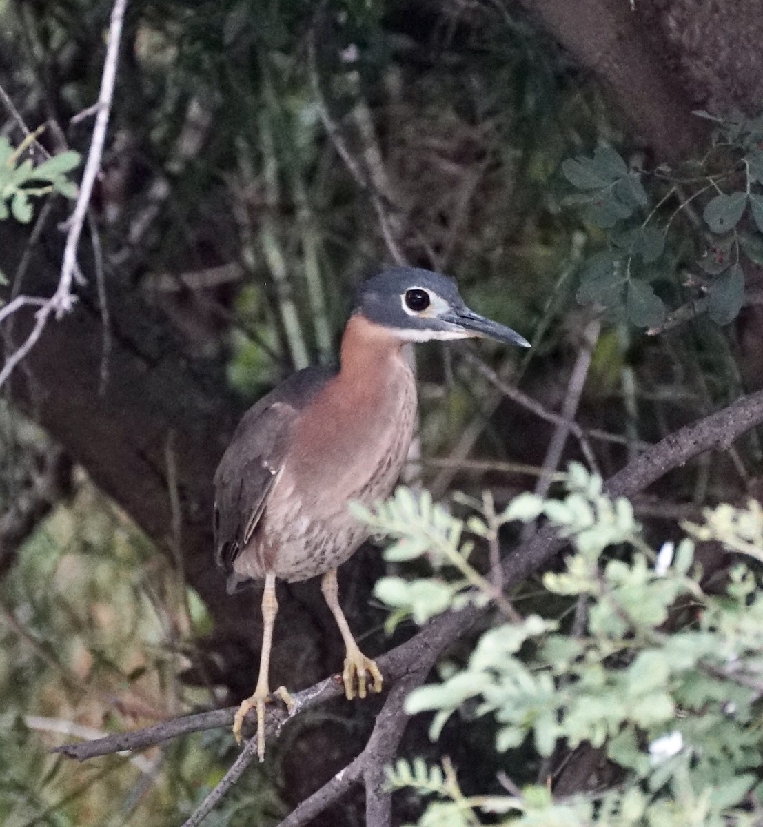 White-backed Night Heron - ML232805941