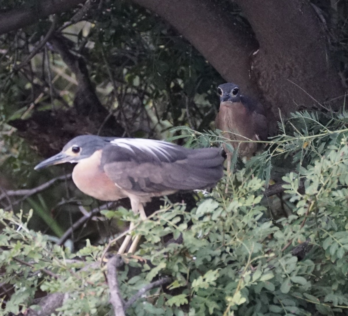 White-backed Night Heron - ML232806011