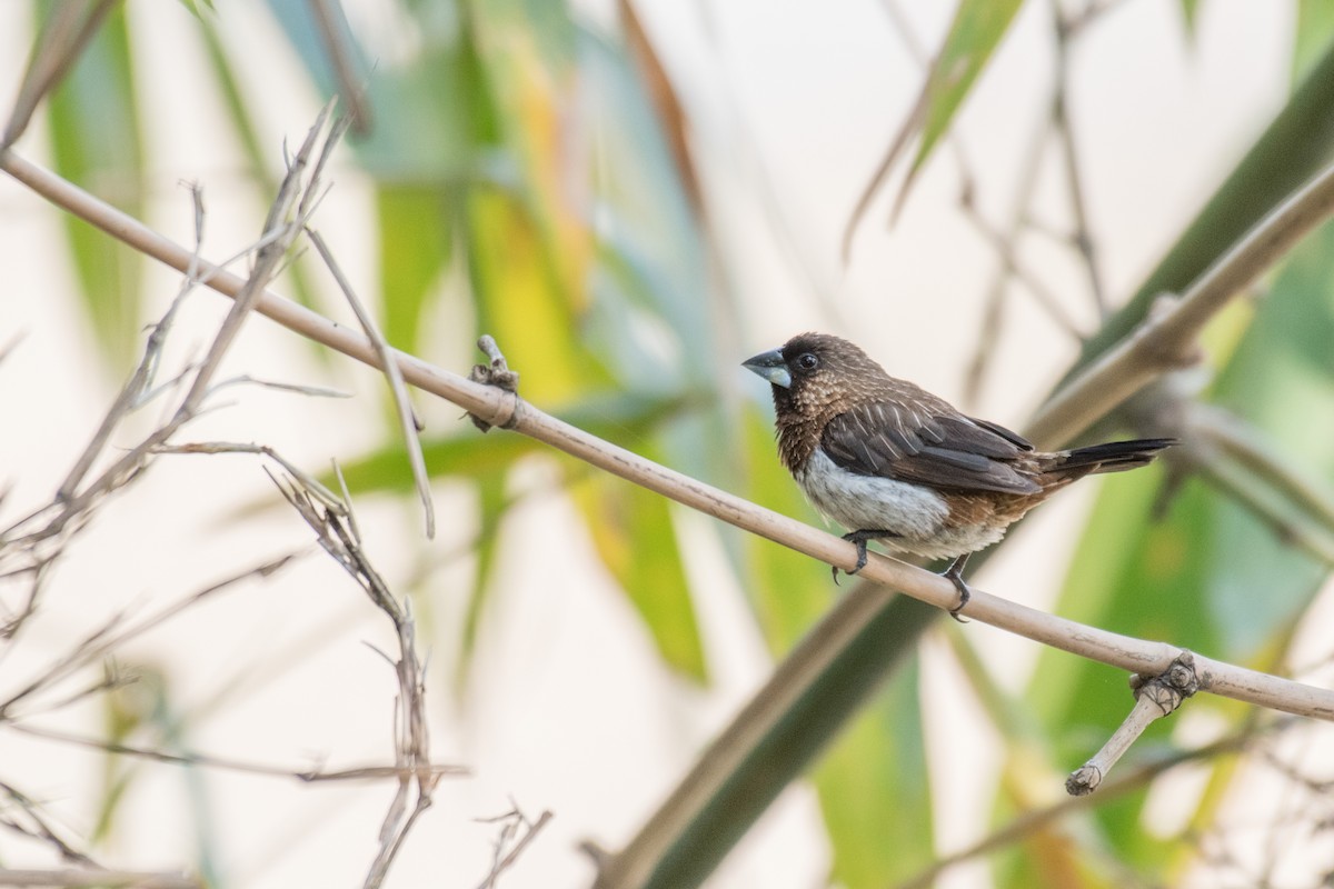 White-rumped Munia - Ian Hearn