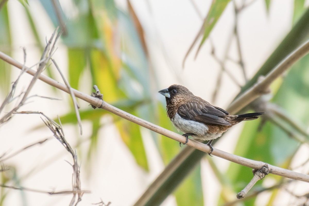 White-rumped Munia - Ian Hearn