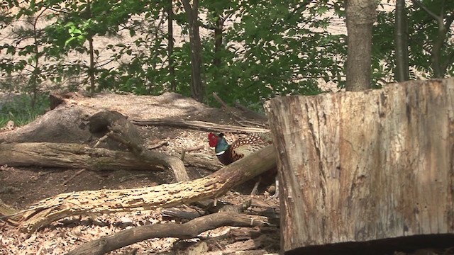 Ring-necked Pheasant - ML232807091