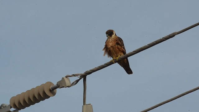 Alcotán Australiano - ML232809491