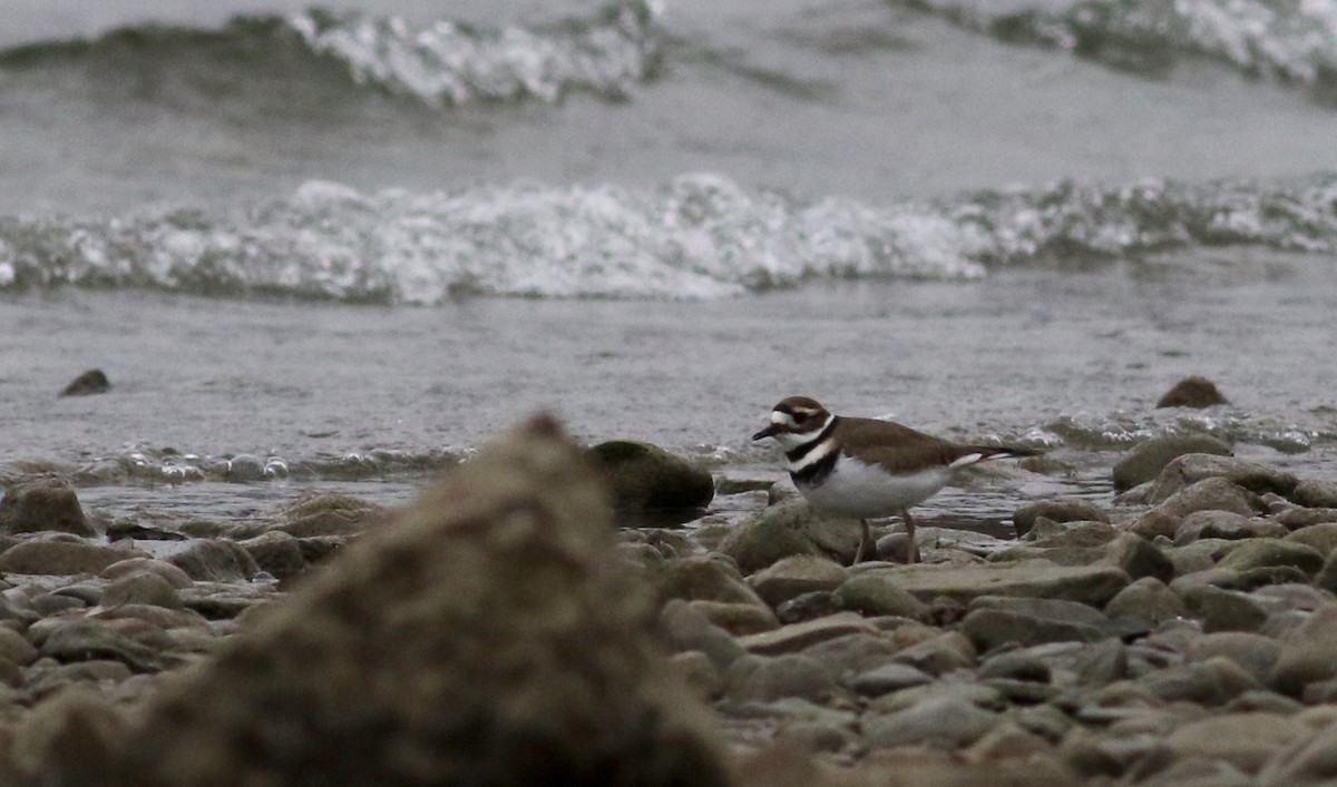 Killdeer - ML23281101