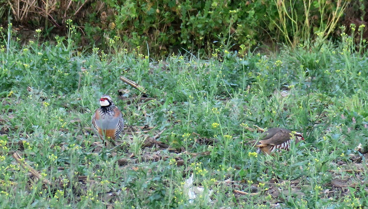 Red-legged Partridge - ML232811461