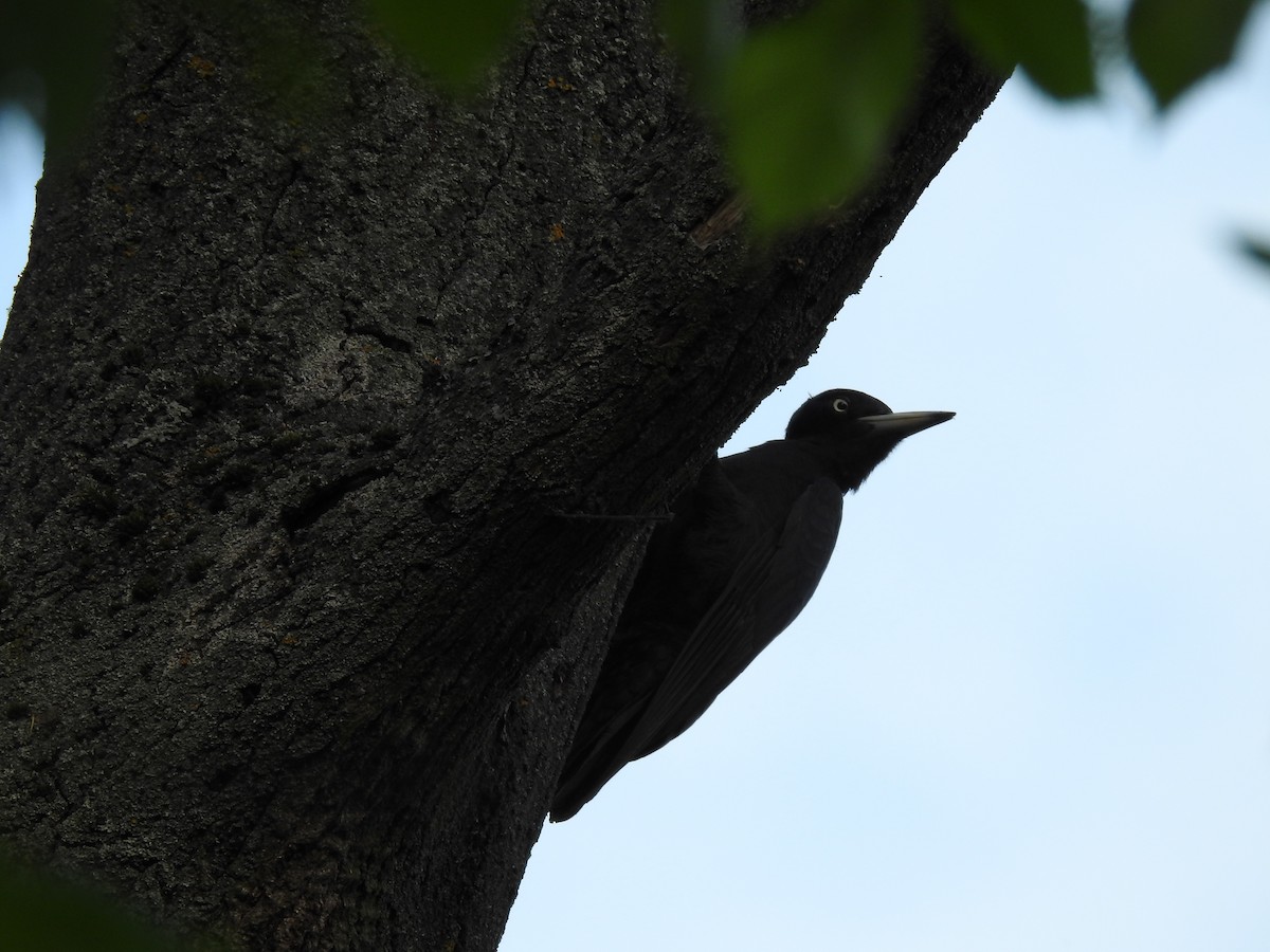 Black Woodpecker - ML232811931