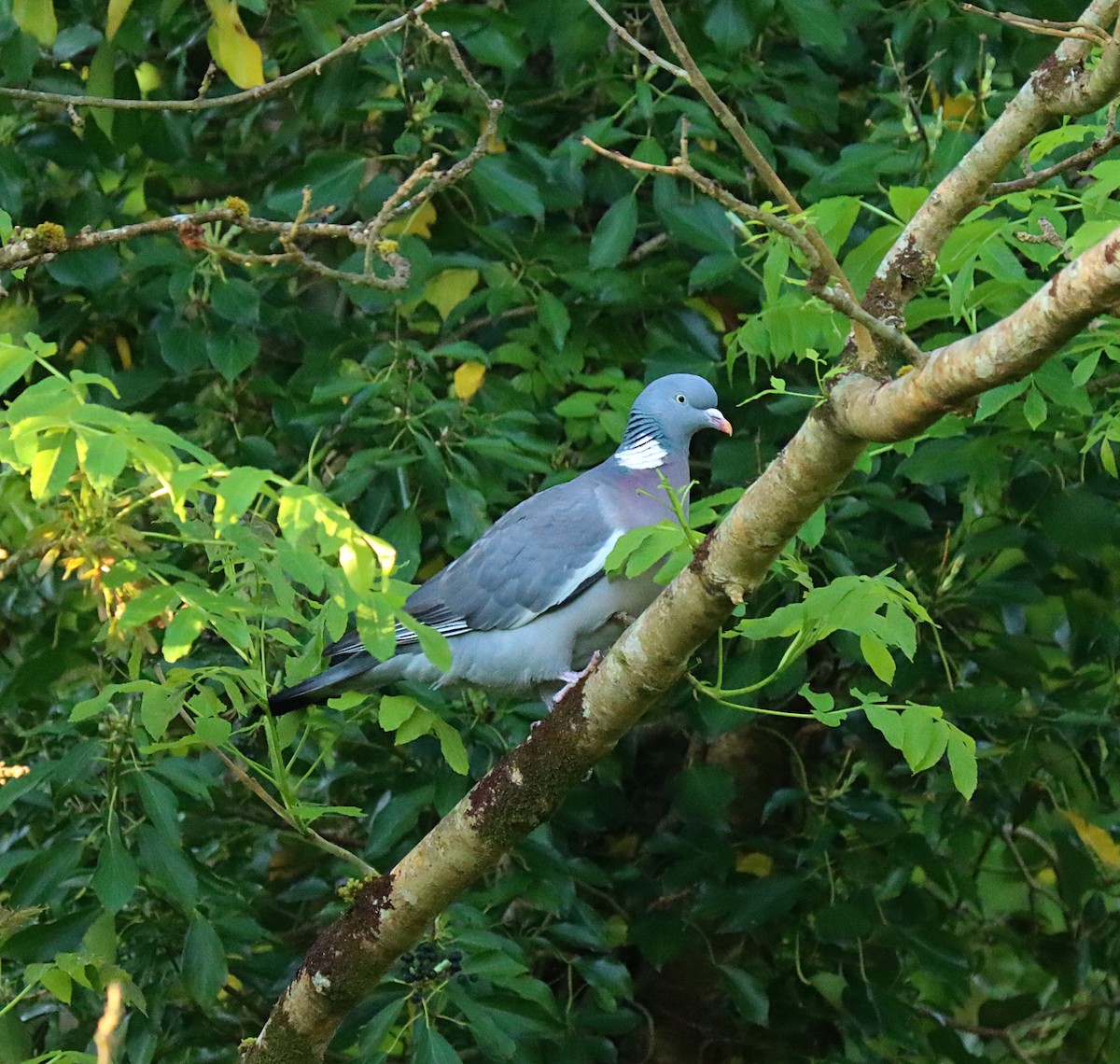 Common Wood-Pigeon - Derek  O Driscoll