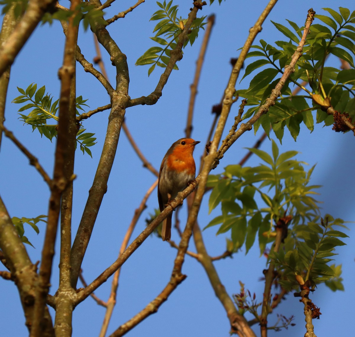 European Robin - Derek  O Driscoll