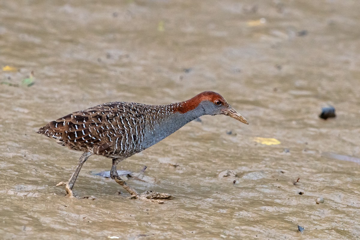 Slaty-breasted Rail - ML232813701