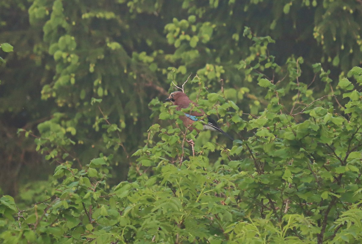 Eurasian Jay - Derek  O Driscoll