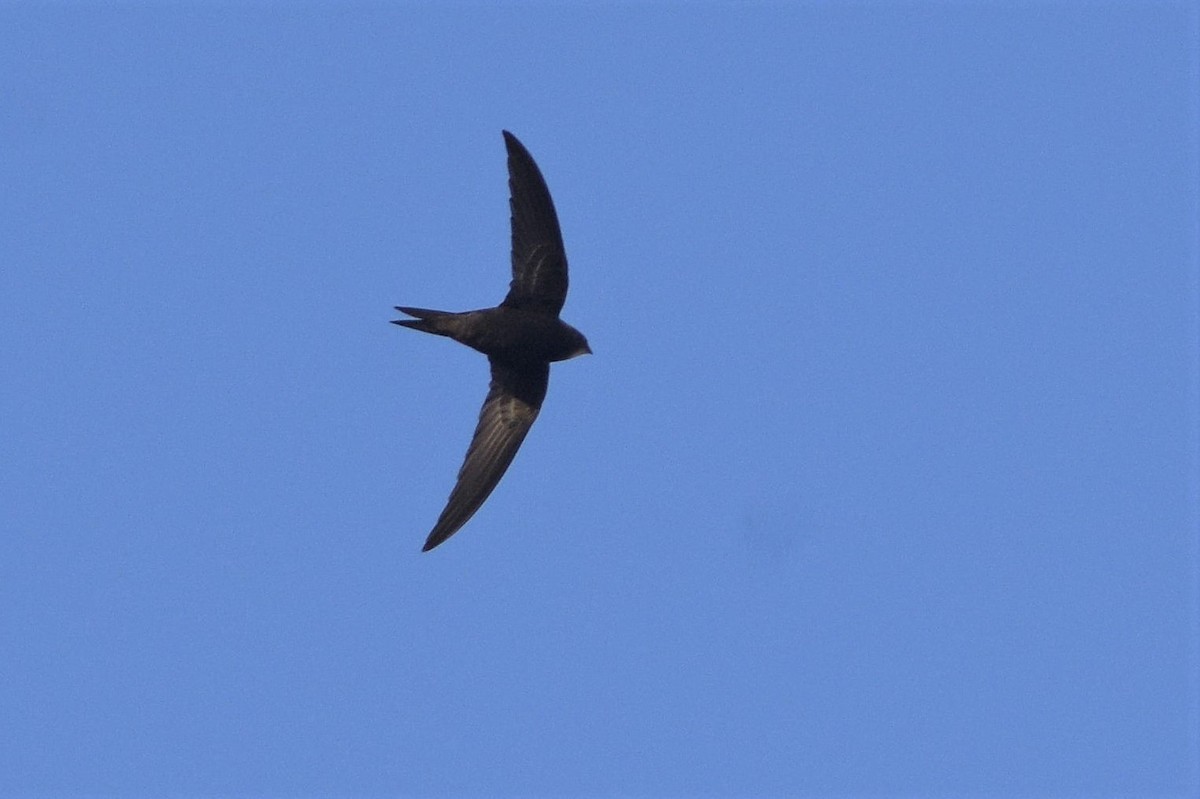 Common Swift - Lorenzo Cocco