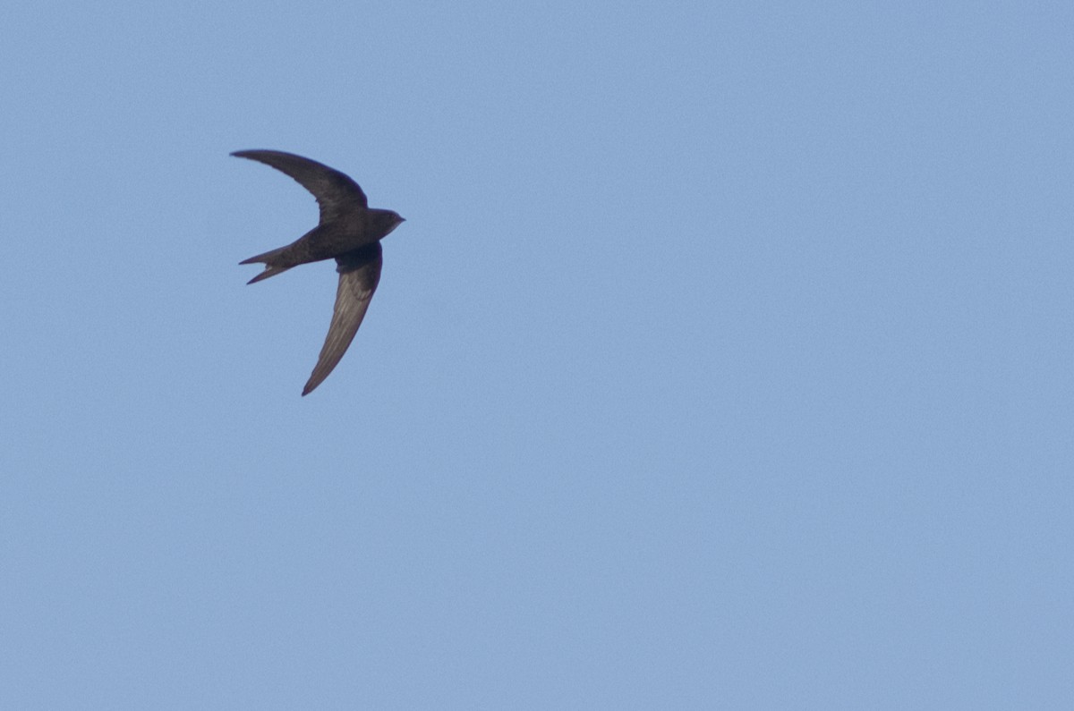 Common Swift - Lorenzo Cocco