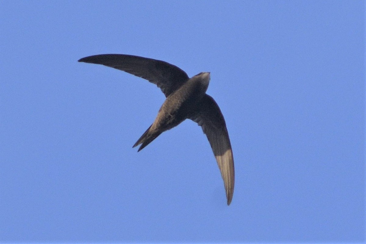 Pallid Swift - Lorenzo Cocco