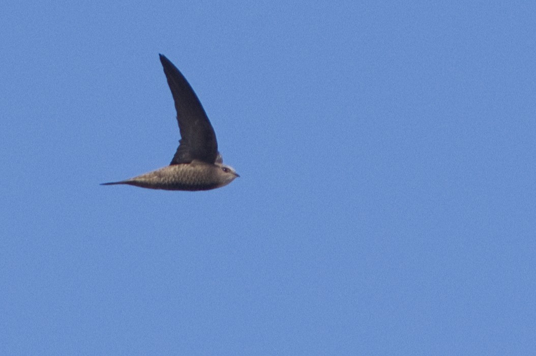 Pallid Swift - ML232814551