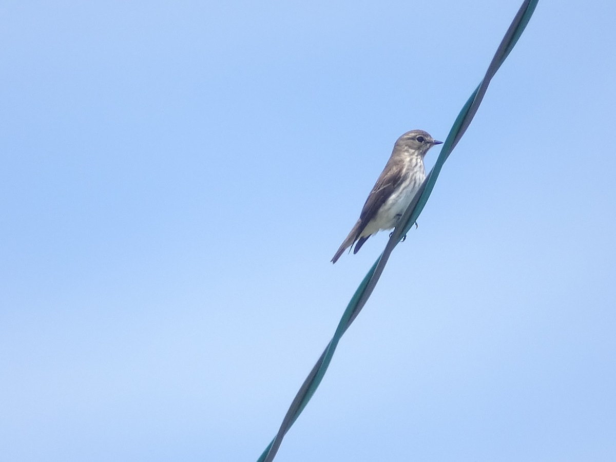 Gray-streaked Flycatcher - ML232814751