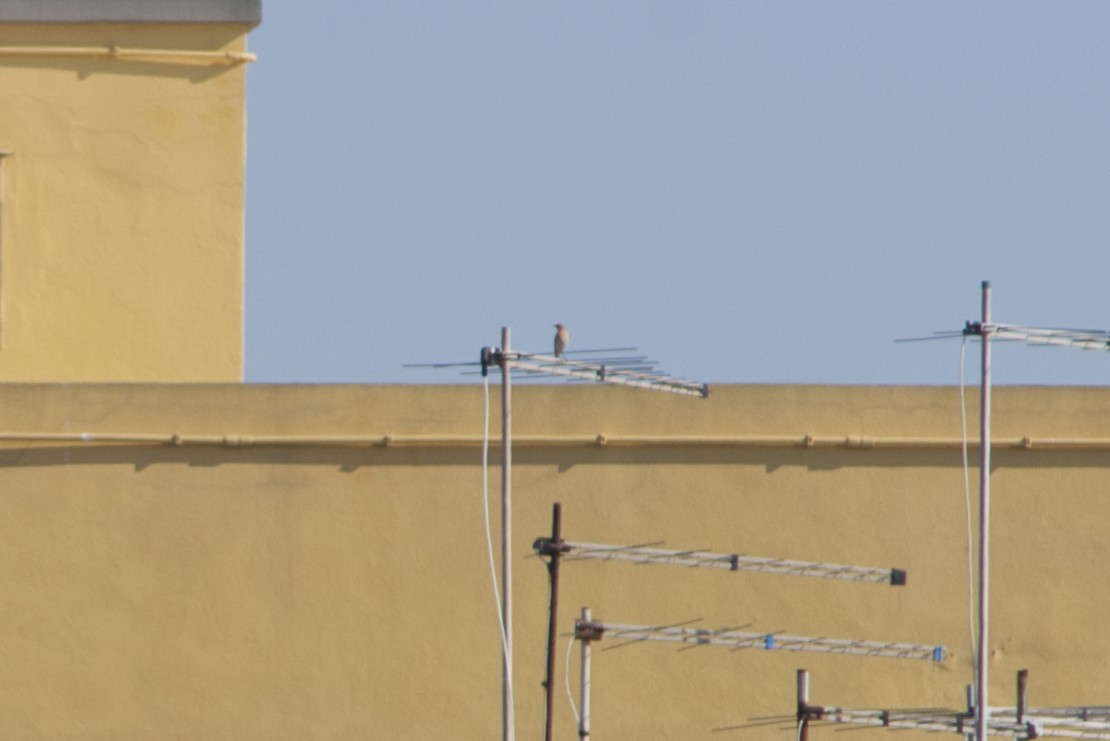 Northern Wheatear - Lorenzo Cocco