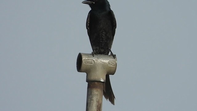 Kara Drongo - ML232815361