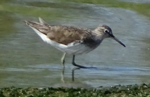 Green Sandpiper - Ralph Akkermans