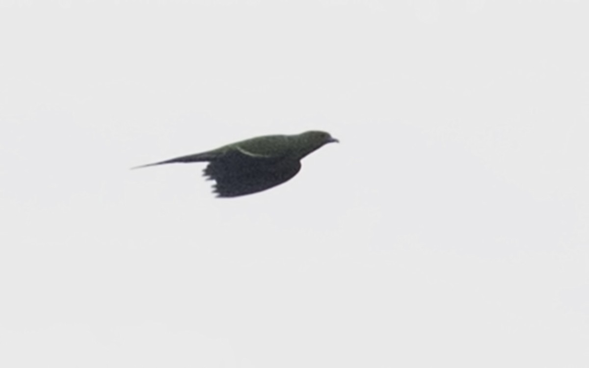 Pin-tailed Green-Pigeon - ML232816761