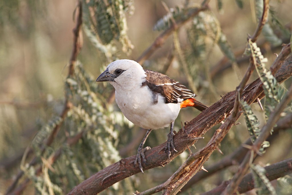 White-headed Buffalo-Weaver - ML232818011
