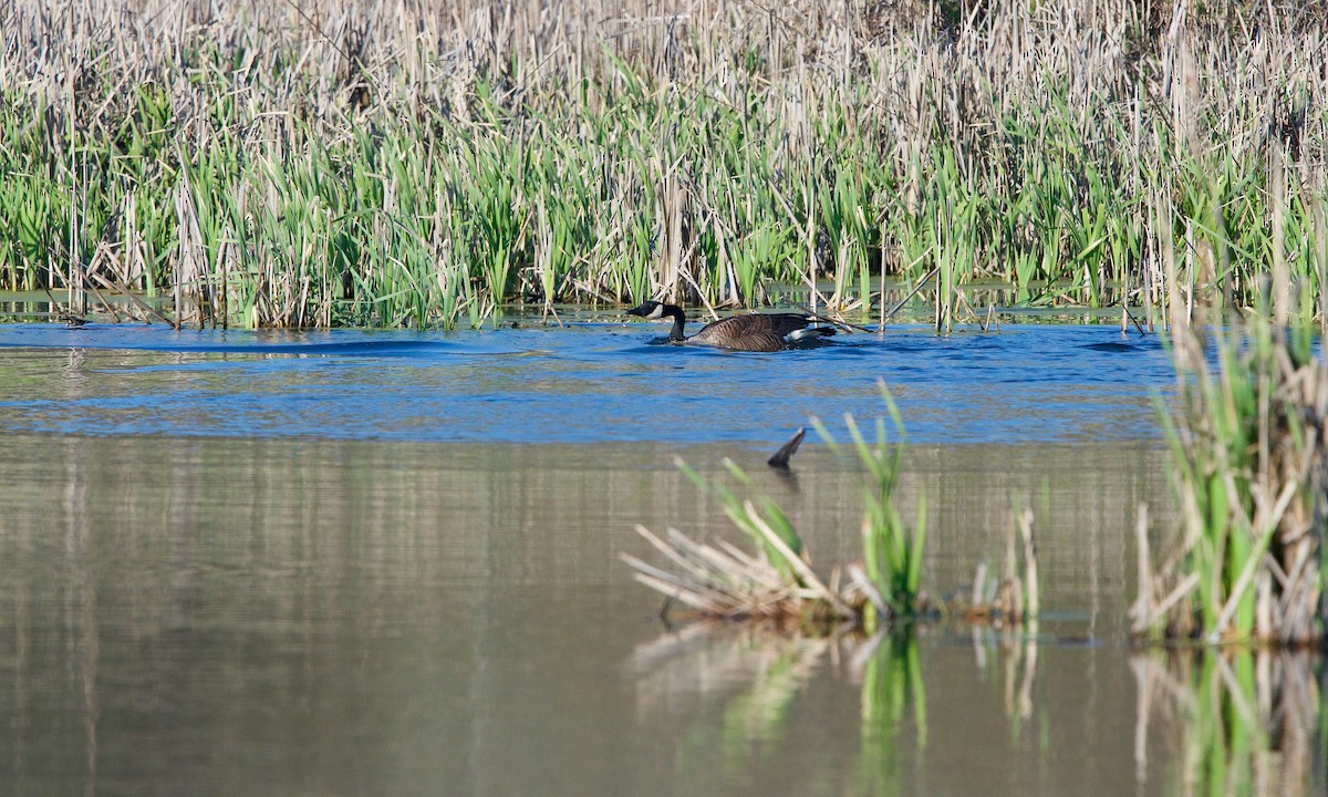 Canada Goose - ML232821491